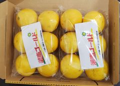 湘南ゴールド　約１㎏