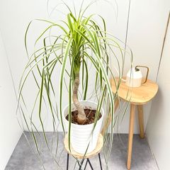 インドボダイジュ　5【現品】観葉植物　室内　6号 インドボダイジュ 5【現品】観葉植物 室内 6号 - メルカリ