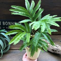 観葉植物 寄せ植え 4種類 プラスチックプランター植え ヤマト便発送
