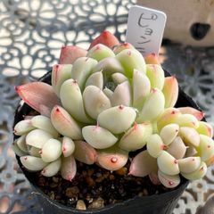 多肉植物 ☘️ ピョンテ いっぱい 抜き苗