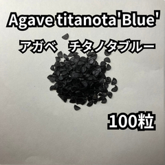 【種】100粒　Agave titanota'Blue'　アガベ　チタノタブルー