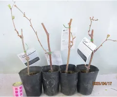 ブドウの苗木 おまかせ4種組 全高：約50～65㎝ 4号ポット＊シャインマスカットは必ず入ります＊宅配便発送＊のサムネイル