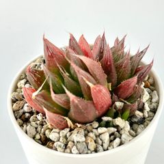 【多肉植物】ハオルチア・レイトニー　Haworthia cooperi var.leightonii