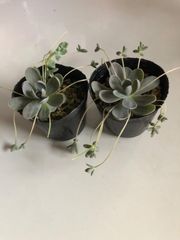 多肉植物　子持ちレンゲ