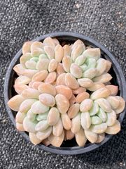 300引きの商品