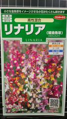 リナリア 高性 姫金魚草 姫 金魚草 種 ３袋セット