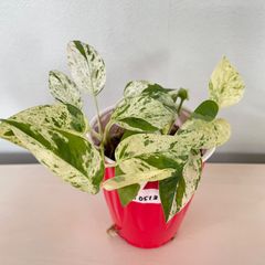 エピプレムナム　ピナツム　マーブル　Epipremnum Pinnatum 'Marble'