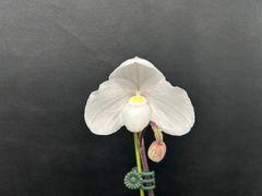 ★洋蘭★原種★Paph. niveum★パフィオペディラム　ニベウム★256-1