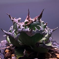 特大人気クリスペートビューティ 多肉植物 エケベリア - メルカリ