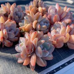 ㊱大きめ苗! 青鬼❣️そわそわ❣️もみじ飴❣️紅手鞠❣️6苗メルカリ便送料込 ㊱大きめ苗! 青鬼❣️そわそわ❣️もみじ飴❣️紅手鞠❣️6苗