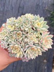 花火 鮮やかな105苗セット 土と根付き 多肉植物 エケベリア 韓国苗