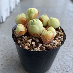 多肉植物 カット苗 アエオニウム ドドランタリス 未発根