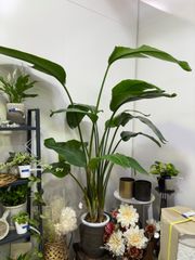 ストレリチア・オーガスタ　8号　引き取り限定　観葉植物　トロピカル　南国　オシャレ　強い