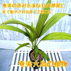 はいびすかす☆ティーリーフ　切ったばかりの苗　15本 はいびすかす様専用☆ティーリーフ 切ったばかりの苗 15本