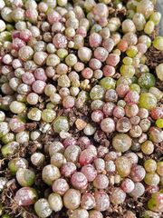 コノフィツム ブルゲリ　50苗以上 小苗 チビ苗 抜き苗　メルカリ便 多肉植物