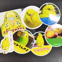送料無料　セキセイインコ　まとめ売り「インコ　ステッカー　セット」（約４２ｍｍ～約６０ｍｍ）７枚セット🎵