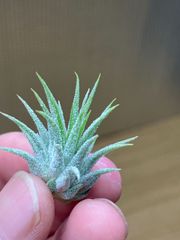 【ネコポス】チランジア イオナンタ フエゴイエロー Tillandsia ionantha fuego yellow　キンクマ農園☆T0115