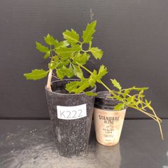 K222【自社養生株】キフォステンマ　エレファントプス（実生・発根株・鉢植え）【塊根植物】