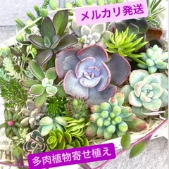 エコー Echo 血斑 ② カット苗 セット 発根済み！ 韓国苗 多肉植物