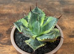 Agave /アガベ 山宅雷神 黄覆輪 ➕ 伝市鉢 発根済み 送料込み 美株