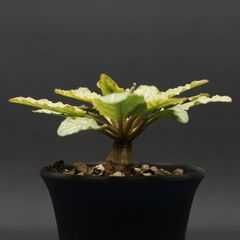 "Euphorbia fish bone" ユーフォルビア フィッシュスケール 管理2242