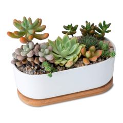 ★即日発送★EINEY 植木鉢 多肉植物鉢 陶器鉢 プランター サボテン 多肉植物用 受け皿 トレイ付き 排水穴 通気性 園芸 インテリア (楕円形＋受け皿)