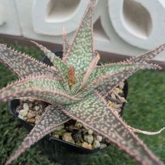 多肉植物アロエ属　ハイブリッド