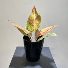 アグラオネマ　レガシー