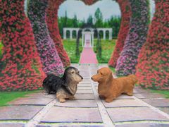 かわいい犬のおしりマグネット　ミニチュアダックスフンド　ブラックタン　レッド　2種セット　ダックス　犬　マグネット
