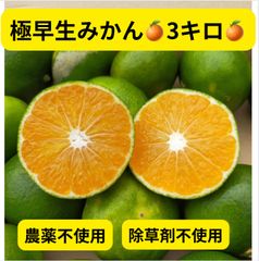 極早生みかん3キロ🍊農薬不使用、除草剤不使用🍊爽やかな甘みと酸味🍊