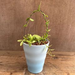 ディスキディア　カンガルーポケット 水色陶器鉢 現品 Dischidia ruscifolia ガガイモ科 ディスキディア属  ディスキディア 観葉植物 観葉 植物 珍奇植物  つる性植物 つる性 かわいい