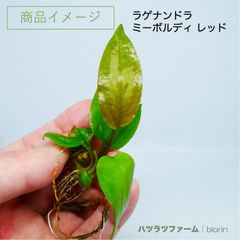 （１株）（水上葉）ラゲナンドラ ミーボルディ レッド