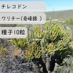 【種子】チレコドン・ワリチー（奇峰錦 ）　種子10粒