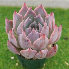 多肉植物。実生苗。ラウリンゼ×ロメオ - メルカリ