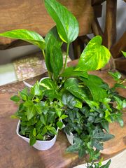 観葉セット　３ヶセット販売　ペペロミア　ポトス　アイビー　ミニ観葉　観葉植物　インテリア　グリーン　可愛い　小さい