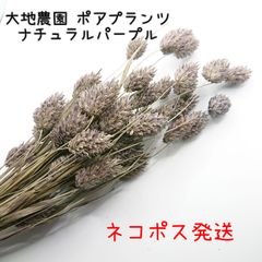 大地農園 ポアプランツ ナチュラルパープル 新品1袋