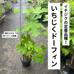 2025年最新】いちじく希望枝の人気アイテム - メルカリ