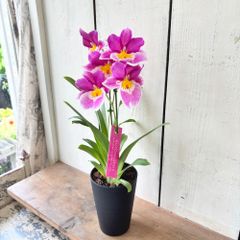 ミルトニア4号ロング鉢⑤