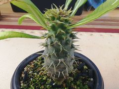 ユッカロストラータ抜き苗1株(鉢などは付きません)タグつき - メルカリ