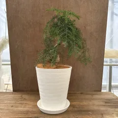 直接取引か着払　アロカリア 苗木 南洋杉 大型170cm超え 観葉植物 直接取引か着払 アロカリア 苗木 南洋杉 大型170cm超え 観葉植物
