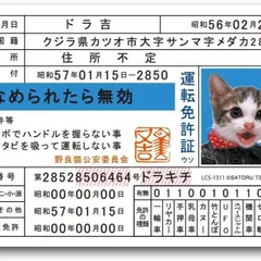 2023年最新】なめ猫免許証の人気アイテム - メルカリ