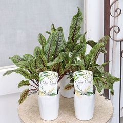 草花苗 ルメックス ブラッディドッグ 赤すじソレル 2.5号 多年草 カラーリーフ ハーブ