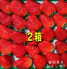 【二箱】大粒〜中粒 紅ほっぺ いちご 🍓 〜農家直送〜