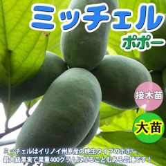 ポポー　　ミッチェル（超巨大実）★甘味が強く、バナナのような風味とバターのようなクリーミーさ★大苗