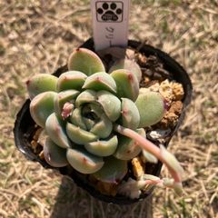 クリーマー　抜き苗　多肉植物　モフ多肉　エケベリア