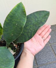 【６号鉢】　サンセベリア　マッソニアーナ　サンスベリア　マソニアナ　空気浄化　観葉植物　室内グリーン