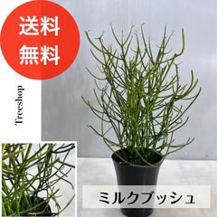 【観葉植物】 ミルクブッシュ　【送料無料】 ミルクサンゴ アオサンゴ ミドリサンゴ 18cmプラ鉢 高さ0.4ｍ 人気 おしゃれ インテリア 空気清浄 多肉植物