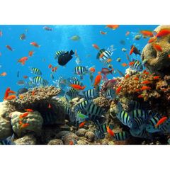 絵画風 壁紙ポスター (はがせるシール式) ダイビング サンゴ礁 熱帯魚 深海 海 キャラクロ DVG-007A1 (A1版 830mm×585mm) ＜日本製＞ ウォールステッカー お風呂ポスター