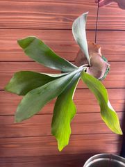 ① ネザーランド ビカクシダ 苔玉 観葉植物 吊るし インテリア コウモリラン
