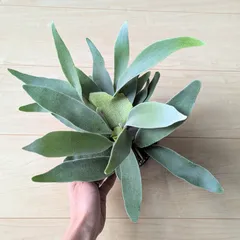 ビカクシダ・ビーチー　苔玉仕立て　※メルカリ便発送　【大株、一点物】 ビカクシダ・ビーチー苔玉仕立て※メルカリ便発送【大株、一点物】